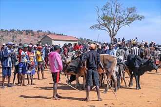 Malagasy herdsmen and farmers selling zebus at zebu market in the city Ambalavao