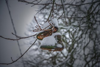 A pair of old shoes hanging on a snow-covered tree branch, Wuppertal Vohwinkel, North