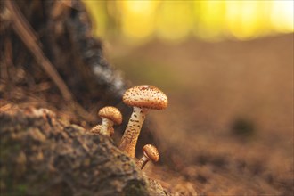 Small mushrooms growing at the foot of a tree, illuminated by golden sunlight in the forest,