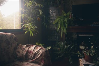 Sunlight filters through a window onto lush indoor plants creating a cozy atmosphere