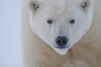 Polar bear (Ursus maritimus) with ear tags, frontal, portrait, head, Kaktovik, Alaska