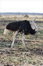 African ostrich (Struthio camelus) in the savannah in Etosha National Park, bird animal, bird,