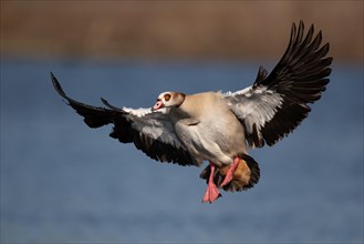 A Egyptian goose landing, Lake Kemnader, Ruhr area, North Rhine-Westphalia, Germany, Europe