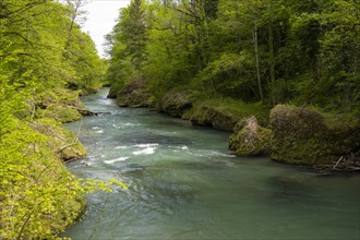 Erlauf, Erlauf Gorge, Purgstall an der Erlauf, Lower Austria