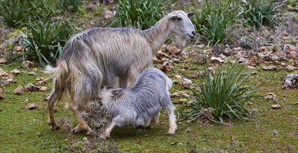 A mother goat (caprae) suckles her young in a natural environment, Aradena Gorge, Aradena, Sfakia,
