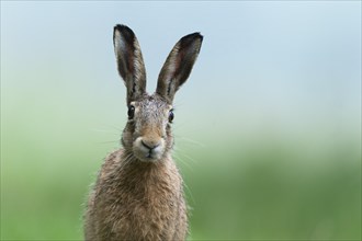 European hare (Lepus europaeus), portrait, wildlife, Lower Saxony, Germany, Europe