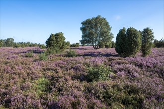 Heath landscape, flowering common heather (Calluna vulgaris), blue sky, Lueneburg Heath, Lower