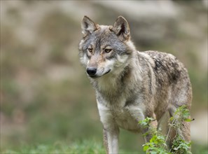 Gray wolf (Canis lupus) looking attentively, captive, Germany, Europe