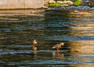 Two spot-billed ducks standing on rocks in middle of river on bright sunny day