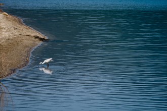 Snowy Egret hunting for food in water near the shore of a lake