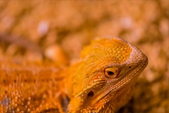 Closeup of golden colored young bearded dragon with blurred background