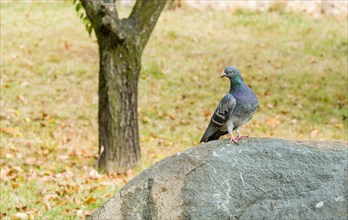 Closeup of a rock pigeon standing on a boulder with blurred background