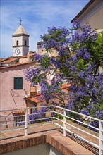 Flowering Jacaranda tree, (Bignoniceae) behind the church of Santa Maria, Capoliveri, Elba, Tuscan