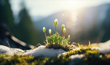 Sun illuminates sprouting plants peeking through the melting snow, AI generated