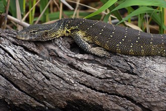 Nile monitor (Varanus niloticus), reptile, animal, fauna, lizard in the Okavango Delta on the