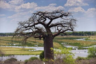 Giant african baobab (Adansonia digitata), baobab, deciduous tree, plant, flora, botany, striking,