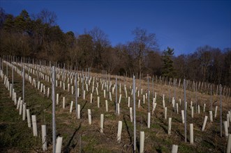 Organic viticulture, protection of the grapevine by tree protection cover, Korb im Remstal,