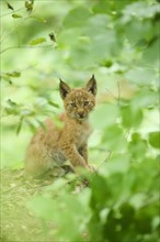 Eurasian lynx (Lynx lynx) youngster sitting in the bushes, Bavaria, Germany, Europe
