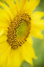 Common sunflower (Helianthus annuus) growing on a field, detail, close-up, Bavaria, Germany, Europe