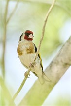 European goldfinch (Carduelis carduelis) sitting on a branch, Camargue, France, Europe