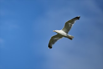 Yellow-legged gull (Larus michahellis) flying in the sky, Parc Naturel Regional de Camargue,