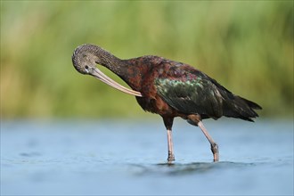 Glossy ibis (Plegadis falcinellus) walking in the water, hunting, Parc Naturel Regional de