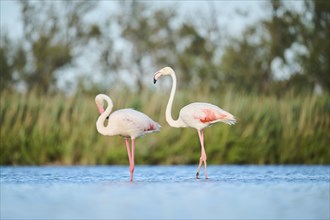 Greater Flamingos (Phoenicopterus roseus) walking in the water, Parc Naturel Regional de Camargue,