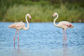 Greater Flamingos (Phoenicopterus roseus) standing in the water, Parc Naturel Regional de Camargue,