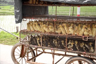Ducklings in a wire cage mounted on a wheeled cart on a rural street in Ha giang, Vietnam, Asia