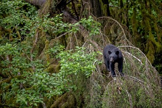 American Black Bear standing on a tree in the rainforest, head-on, curious, summer, Kake, Southeast