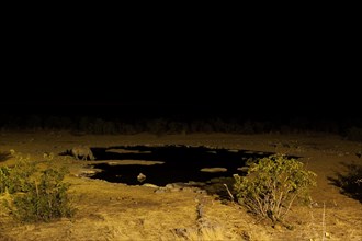 White rhino, night, drinking, drinking, night shot, waterhole, animal, wild, free-living, Namibia,