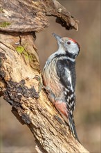 Middle spotted woodpecker (Dendrocoptes medius) on a branch in the forest. Bas-Rhin, Alsace, Grand