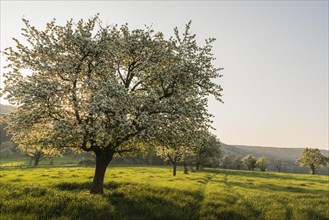Flowering fruit tree in a meadow orchard, Baden-Wuerttemberg, Germany, Europe