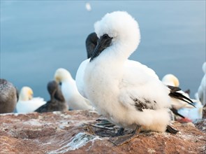 Northern gannet (Morus bassanus), colony on a rock, fluffy chick in white downy feathers, beginning