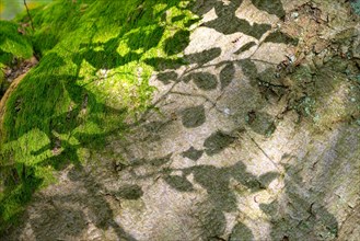 Shadow play on tree bark or bark, old copper beech (Fagus sylvatica) and moss, Hutewald Halloh