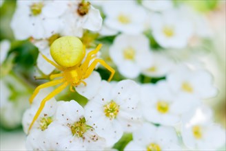 Goldenrod crab spider (Misumena vatia), yellow, lurking for prey on white-yellow flowers, spirea
