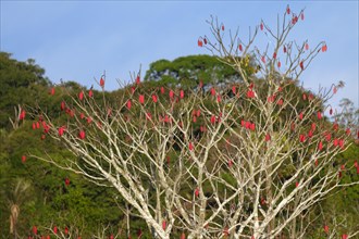 Brazilian kapok tree, Chorisia speciosa, Amazonas state, Brazil, South America
