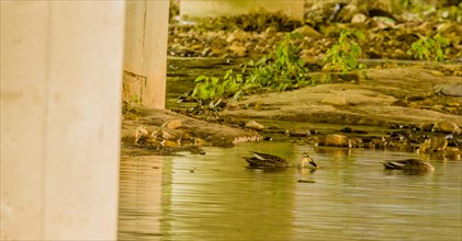 Two spot-billed ducks looking for food in shallow river under concrete bridge on sunny day