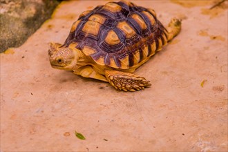 African Spur Thigh Tortoise resting on concrete floor of holding pen