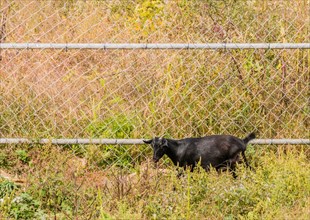 Single black goat standing next to a wire fence in tall brush