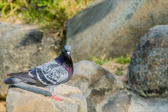 Beautiful rock pigeon standing on large boulder next to a small pond