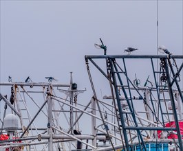 Seagull perched on metal crossbeam of a boat between two large navigation lights