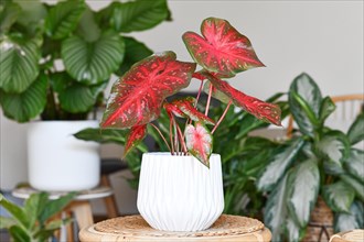 Bright red colored exotic Caladium Red Flash houseplant in flower pot on table surrounded by many
