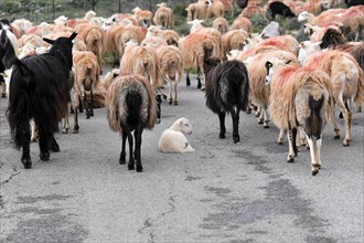 Sheep near Rethymno, Crete, Greece, Europe