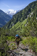Mountaineer on hiking trail through mountain pines, Berliner Hoehenweg, behind summit Grosser