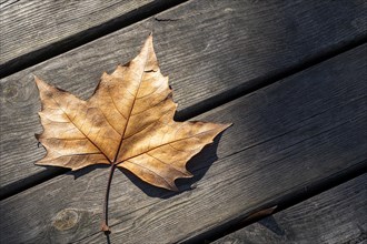 Autumn leafs seen from above on a rustic wooden slats background