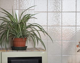 Home interior with houseplant