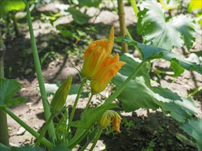 Zucchini aka courgettes plant with yellow flower