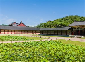 Buyeo, South Korea, July 7, 2018: Pond filled lily pads in front of temple buildings at Neungsa