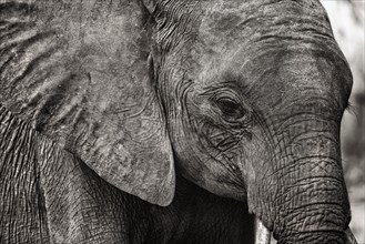Elephant (Loxodonta africana), head portrait, view, camera view, detail, close-up, safari, bw,